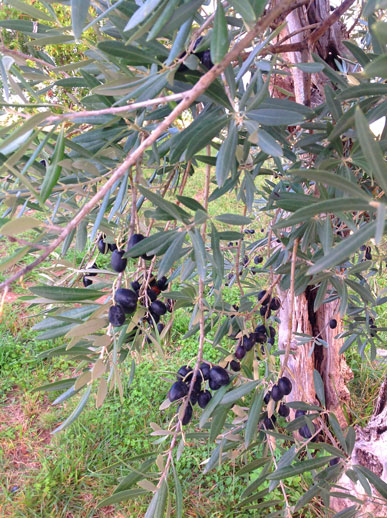 alentejo olives
