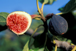 Figs – History and Recipe