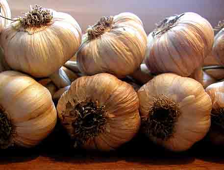 Garlic – A Stinking Rose by any other name…! Story and recipe