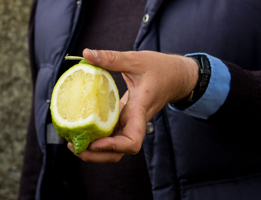 Sicily citrus green lemon