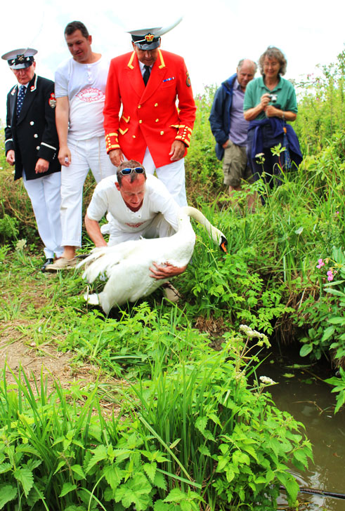 Swan Upping freedom