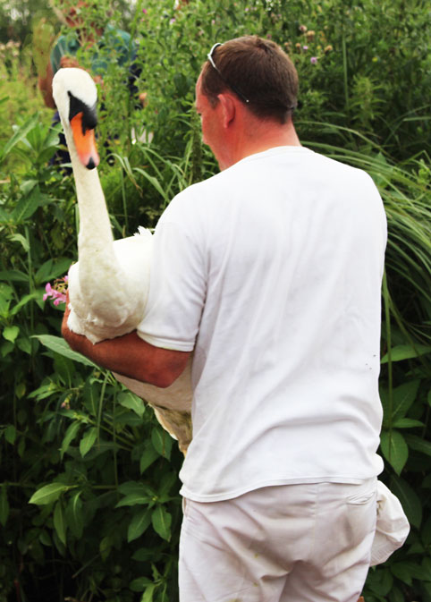 Swan Upping