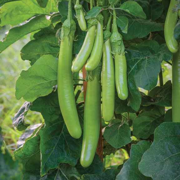 Burpee Aubergine – Time to Sow