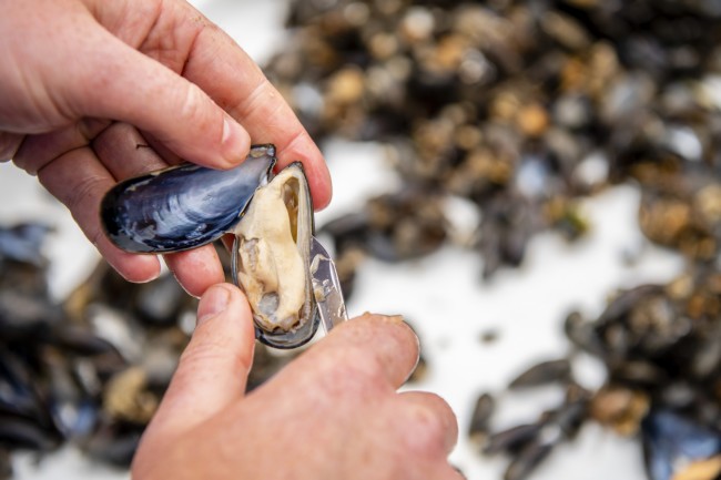 zeeland mussel