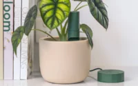 Plant with Willow