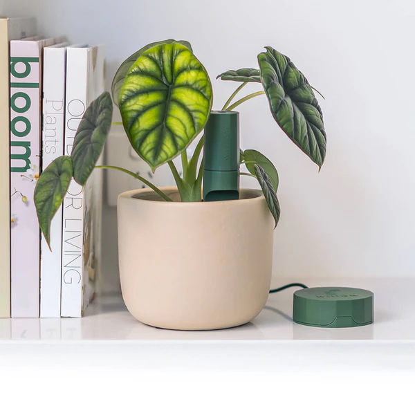 Plant with Willow