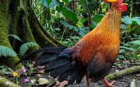Sri Lanka Wildlife